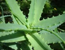 100% Natural aloe vera extract aloin powder