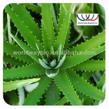 ISO Certified Aloe Vera Extract/ Water   Soluble   Powder 