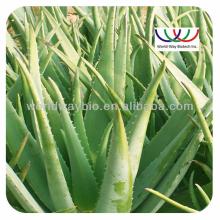 Supply Top Quality 100% Natural  aloin   aloe   vera   extract 