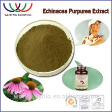 natural 4% polyphenols echinacea extract,4% chicoric acid echinacea purpurea extract