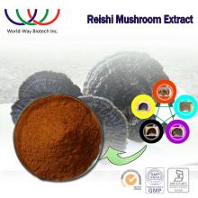 Manufacture free sample herbal medicine Reishi Extract Reishi Mushroom extract