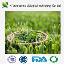 Natural High Quality Green Tea Extract powder