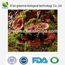 reishi   mushroom   extract   powder 