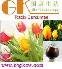 Radix Curcumae Extract 5:1 Curcumin Radix Curcumae P.e.
