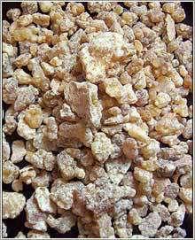 Boswellia Seratta