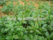 ginseng extract