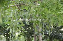 Honeylocust