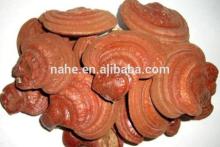 100% natural  ganoderma   herbal  extract