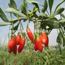 Goji Berry Extract wolfberry extract Polysaccharides 40%-60%