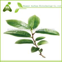 tea powder /matcha green tea extract /organic matcha green tea
