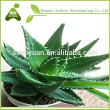 price of aloe vera leaf