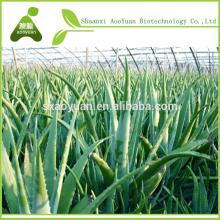 Aloe vera extract, Aloe vera dried powder100:1, 200:1, Aloin 10%, 20%