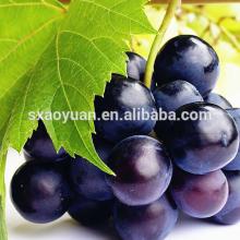 Grape Seed P.E Procyanidin 95% UV CAS NO.: 84929-27-1
