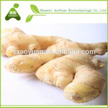ginger extract powder for making shampoo