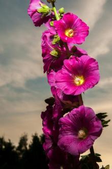 Althaea Rosae Root Extract, Marshmallow Root P.E
