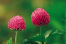 Red Clover Extract