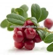 100% Natural extracts Cranberry Extract 5%, 15%, 25%, 30%, 50% Proanthocyanidins/Anthocyanins