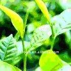 high purity Green tea extract; extract powder