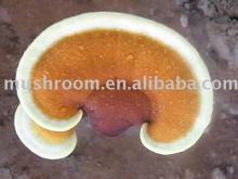 lingzhi spore powder,lingzhi mushroom tea,lingzhi extract