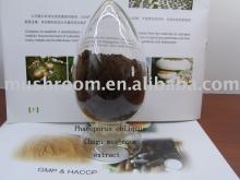 Chaga mushroom,Phaeoporus obliquus extract,powder,tea bag,capsules