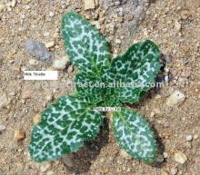 Special  Silymarin ( Milk   Thistle   Extract )