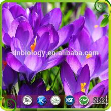 Saffron Extract Powder/Crocin Extract Powder