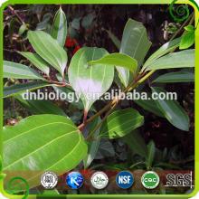 100% Pure Natural High Quality Cinnamon extract /Cortex Cinnamomi Cassiae