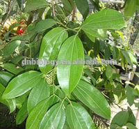 NON GMO Cinnamon Bark Extracte Natural Cinnamaldehyde 25%