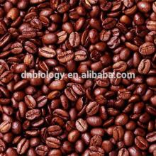 Cocoa seed P.E.