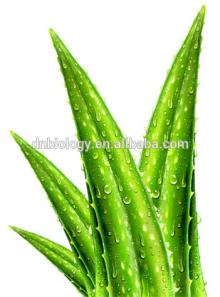 Aloe Vera Extract/ Aloin Barbaloin 25%