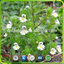 100% Natural Eyebright Extract Powder Eyebright Extract
