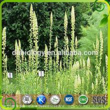 100% Natural Mignonette Extract Mignonette Extract Powder 95% Luteolin