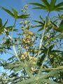 pure egyptian castor oil medical grade