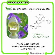 High quality 100% Natural Scutellaria Root Extract 85% Baicalin
