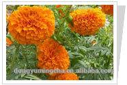 Marigold P.E.