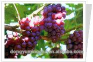 Grape Seed