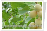 Ginkgo Biloba L.P.E.