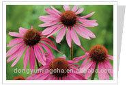 Echinacea Herb P.E.