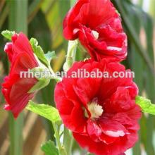 Marshmallow P.E. anti-inflammatory