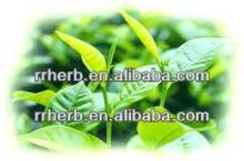 top quality green tea extract powder