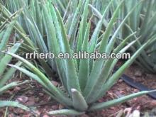 Aloe Vera Extract Aloe polysaccharides