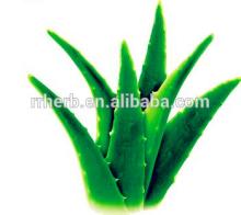 Aloe Vera Extract Beauty Aloe polysaccharides