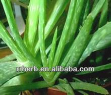 Aloe Vera Extract GMP supplier high quality aloe vera