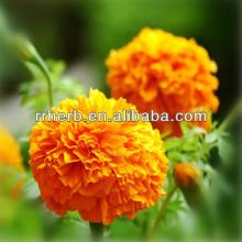 first quality Marigold Extract Powder 100% Natural