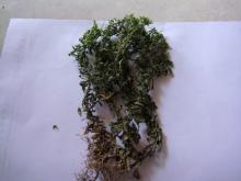 Huperzine-A