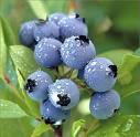 Bilberry P.E