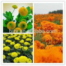 High-quality zeaxanthin 5%~75%HPLC
