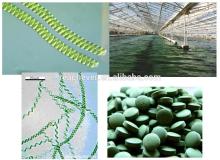 SPIRULINA NUTRITION AND HEALTH PRODUCTS SPIRULINA