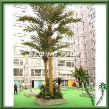 Outdoor Coconut Tree