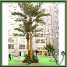 Coconut  Palm  Tree in Water Park